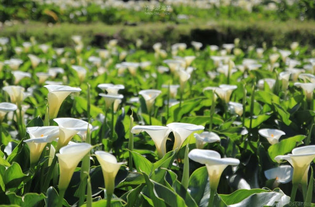 2018 竹子湖海芋季-9