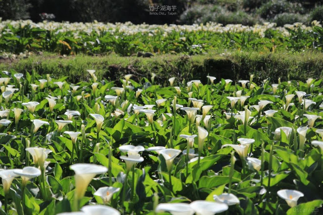 2018 竹子湖海芋季-8
