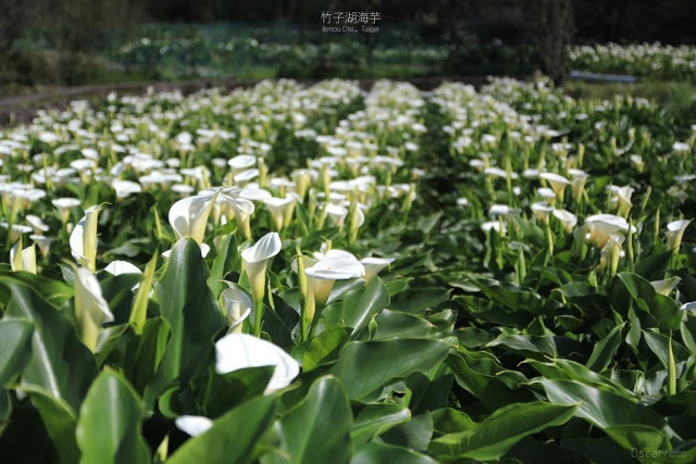 2018 竹子湖海芋季-13