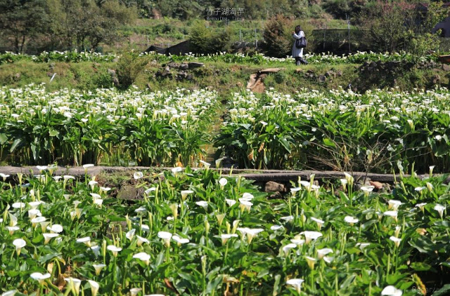 2018 竹子湖海芋季-4