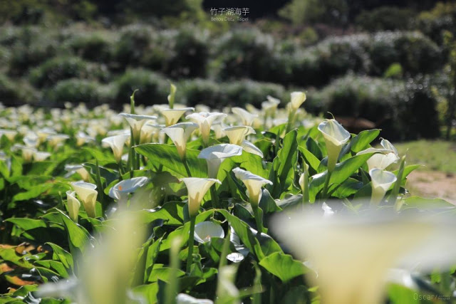 2018 竹子湖海芋季-10