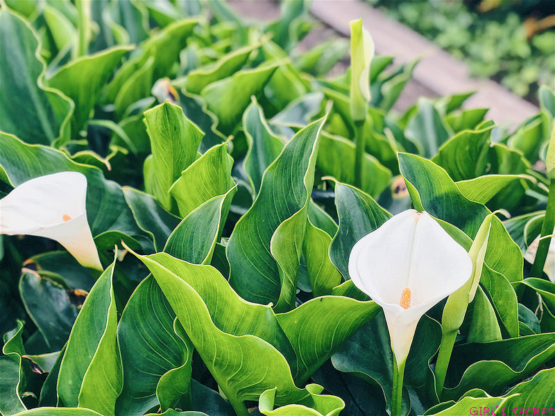2018陽明山竹子湖海芋｜