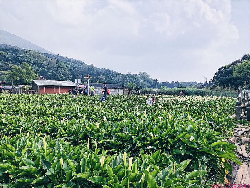2018陽明山竹子湖海芋｜步道海芋園