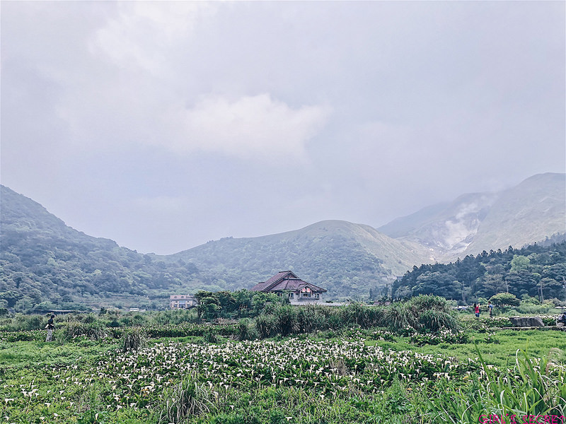 2018陽明山竹子湖海芋｜頂湖環狀步道
