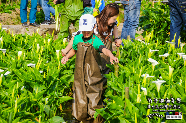 2018陽明山竹子湖海芋季:竹子湖海芋季【陽明山景點】|台北市北投區賞花熱門景點;2018當幸福來相芋。 2018陽明山竹子湖海芋季:竹子湖海芋季【陽明山景點】|台北市北投區賞花熱門景點;2018當幸福來相芋。