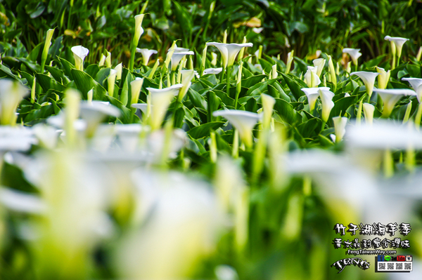 2018陽明山竹子湖海芋季:竹子湖海芋季【陽明山景點】|台北市北投區賞花熱門景點;2018當幸福來相芋。 2018陽明山竹子湖海芋季:竹子湖海芋季【陽明山景點】|台北市北投區賞花熱門景點;2018當幸福來相芋。