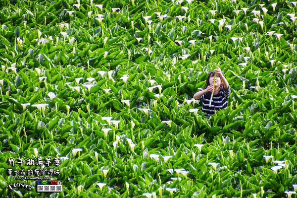 2018陽明山竹子湖海芋季:竹子湖海芋季【陽明山景點】|台北市北投區賞花熱門景點;2018當幸福來相芋。 2018陽明山竹子湖海芋季:竹子湖海芋季【陽明山景點】|台北市北投區賞花熱門景點;2018當幸福來相芋。