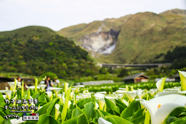 2018陽明山竹子湖海芋季:竹子湖海芋季【陽明山景點】|台北市北投區賞花熱門景點;2018當幸福來相芋。 2018陽明山竹子湖海芋季:竹子湖海芋季【陽明山景點】|台北市北投區賞花熱門景點;2018當幸福來相芋。