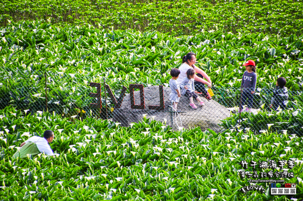 2018陽明山竹子湖海芋季:竹子湖海芋季【陽明山景點】|台北市北投區賞花熱門景點;2018當幸福來相芋。 2018陽明山竹子湖海芋季:竹子湖海芋季【陽明山景點】|台北市北投區賞花熱門景點;2018當幸福來相芋。