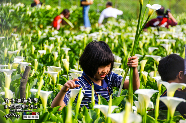 2018陽明山竹子湖海芋季:竹子湖海芋季【陽明山景點】|台北市北投區賞花熱門景點;2018當幸福來相芋。 2018陽明山竹子湖海芋季:竹子湖海芋季【陽明山景點】|台北市北投區賞花熱門景點;2018當幸福來相芋。