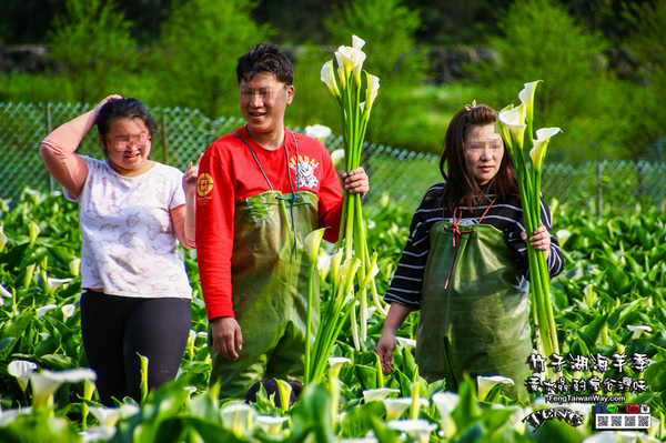 2018陽明山竹子湖海芋季:竹子湖海芋季【陽明山景點】|台北市北投區賞花熱門景點;2018當幸福來相芋。 2018陽明山竹子湖海芋季:竹子湖海芋季【陽明山景點】|台北市北投區賞花熱門景點;2018當幸福來相芋。