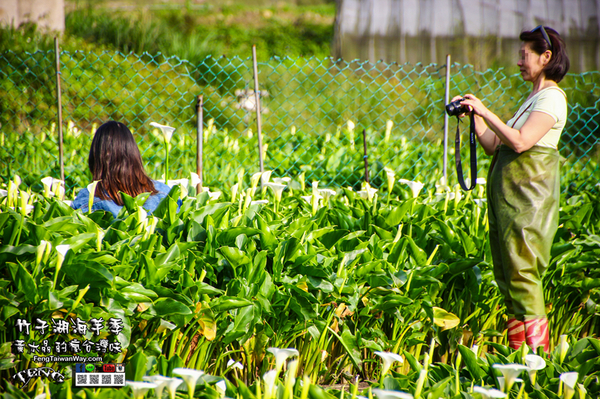 2018陽明山竹子湖海芋季:竹子湖海芋季【陽明山景點】|台北市北投區賞花熱門景點;2018當幸福來相芋。 2018陽明山竹子湖海芋季:竹子湖海芋季【陽明山景點】|台北市北投區賞花熱門景點;2018當幸福來相芋。