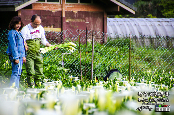 2018陽明山竹子湖海芋季:竹子湖海芋季【陽明山景點】|台北市北投區賞花熱門景點;2018當幸福來相芋。 2018陽明山竹子湖海芋季:竹子湖海芋季【陽明山景點】|台北市北投區賞花熱門景點;2018當幸福來相芋。