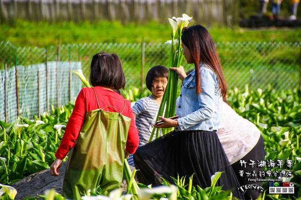 2018陽明山竹子湖海芋季:竹子湖海芋季【陽明山景點】|台北市北投區賞花熱門景點;2018當幸福來相芋。 2018陽明山竹子湖海芋季:竹子湖海芋季【陽明山景點】|台北市北投區賞花熱門景點;2018當幸福來相芋。