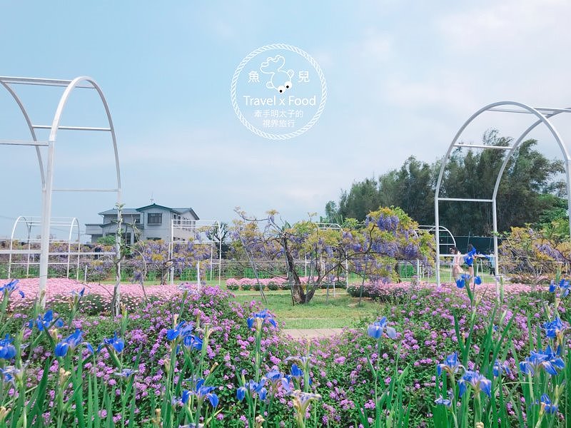 【遊】紫藤咖啡園（屯山園區）～季節限定的浪漫 @魚兒 x 牽手明太子的「視」界旅行