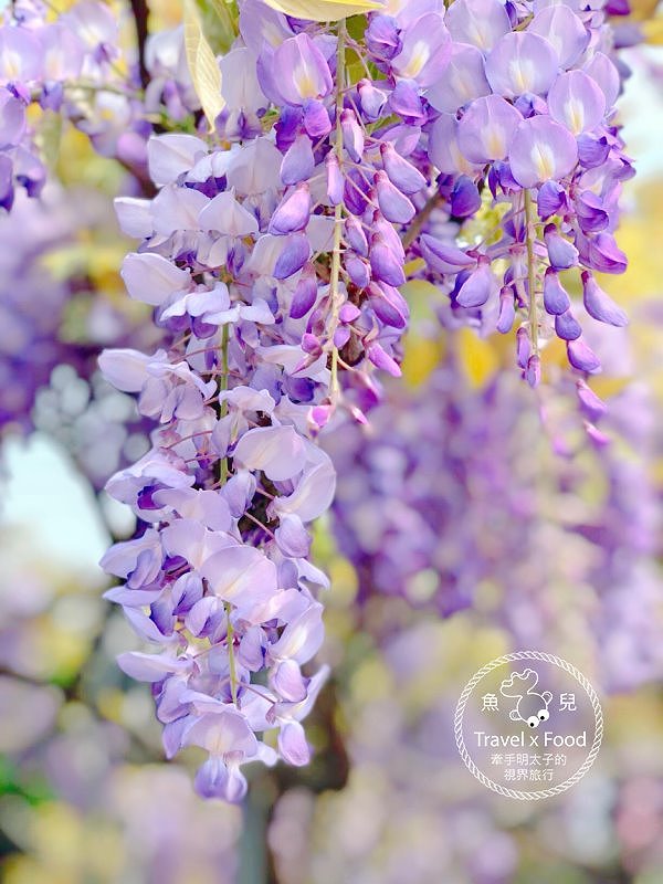 【遊】紫藤咖啡園（屯山園區）～季節限定的浪漫 @魚兒 x 牽手明太子的「視」界旅行