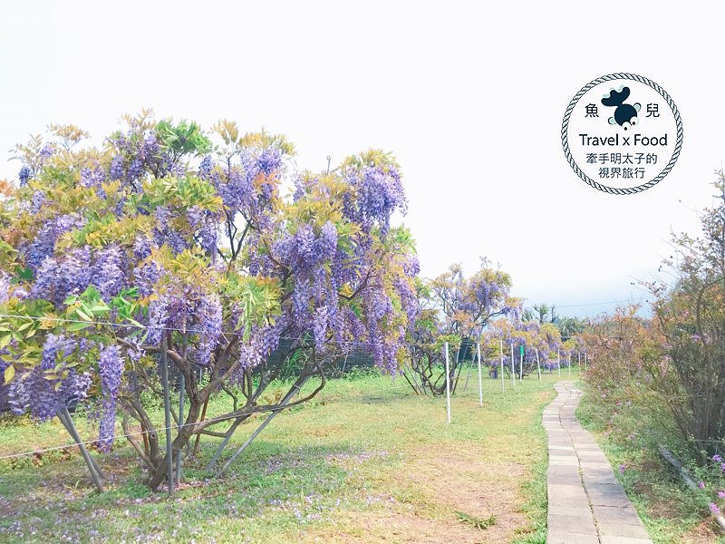 【遊】紫藤咖啡園（屯山園區）～季節限定的浪漫 @魚兒 x 牽手明太子的「視」界旅行