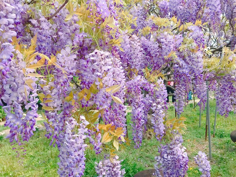 【遊】紫藤咖啡園（屯山園區）～季節限定的浪漫 @魚兒 x 牽手明太子的「視」界旅行
