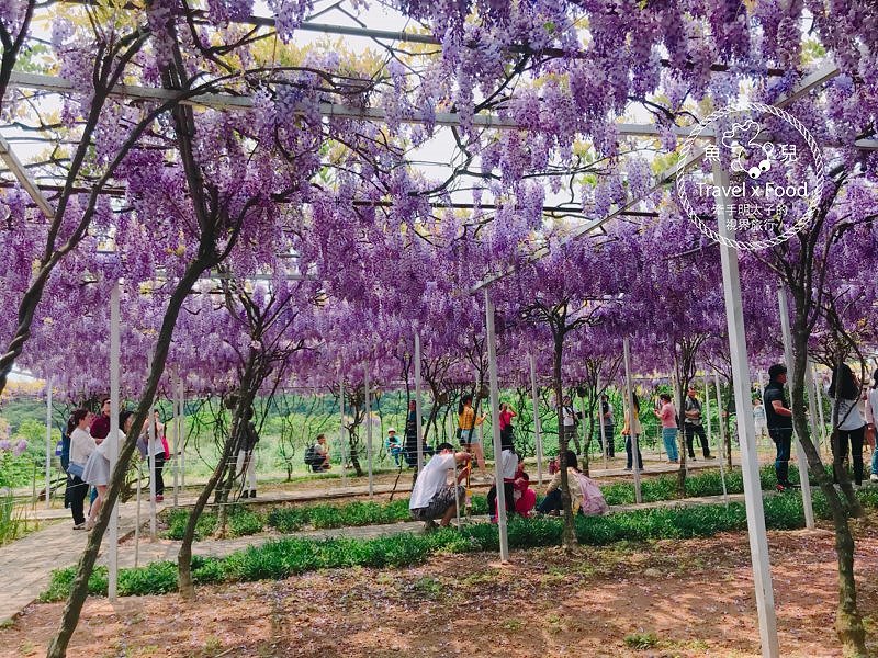 【遊】紫藤咖啡園（屯山園區）～季節限定的浪漫 @魚兒 x 牽手明太子的「視」界旅行