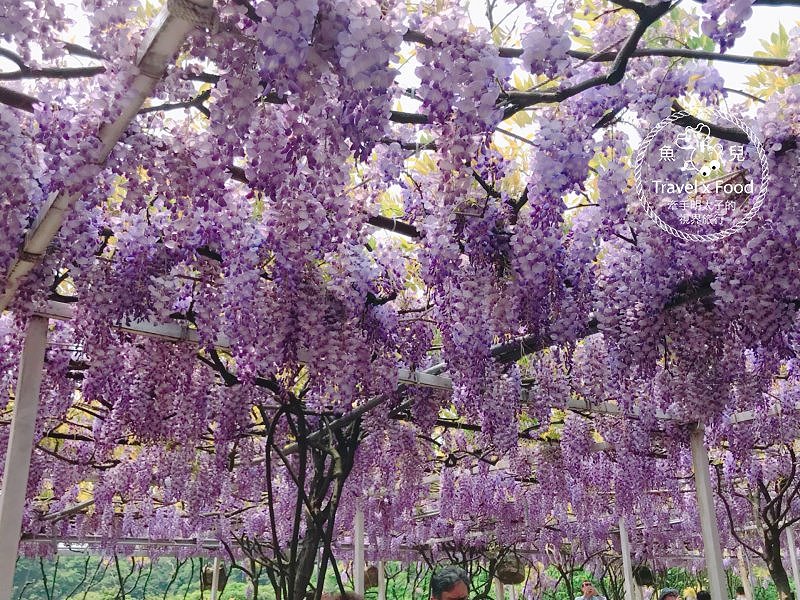 【遊】紫藤咖啡園（屯山園區）～季節限定的浪漫 @魚兒 x 牽手明太子的「視」界旅行