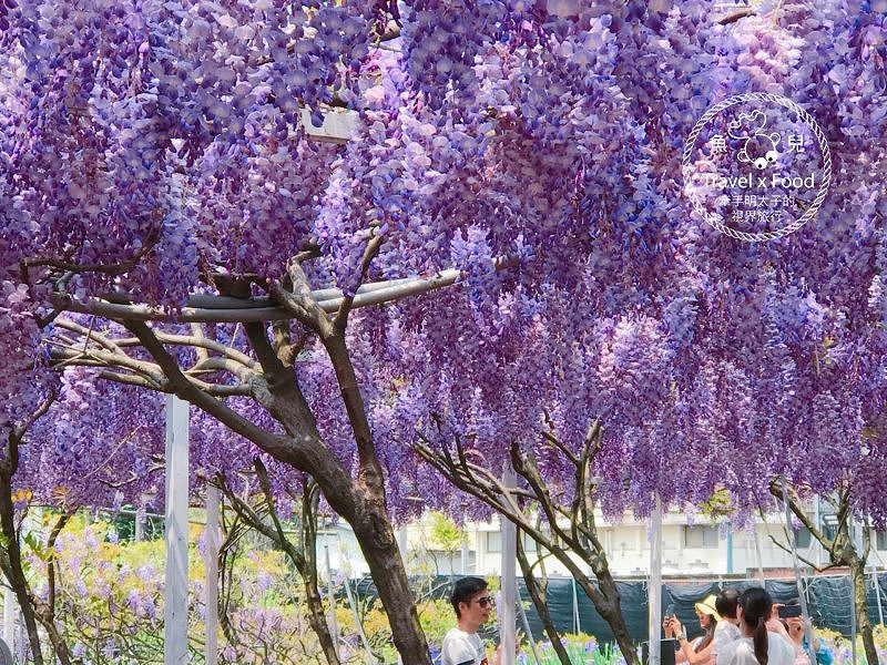 【遊】紫藤咖啡園（屯山園區）～季節限定的浪漫 @魚兒 x 牽手明太子的「視」界旅行