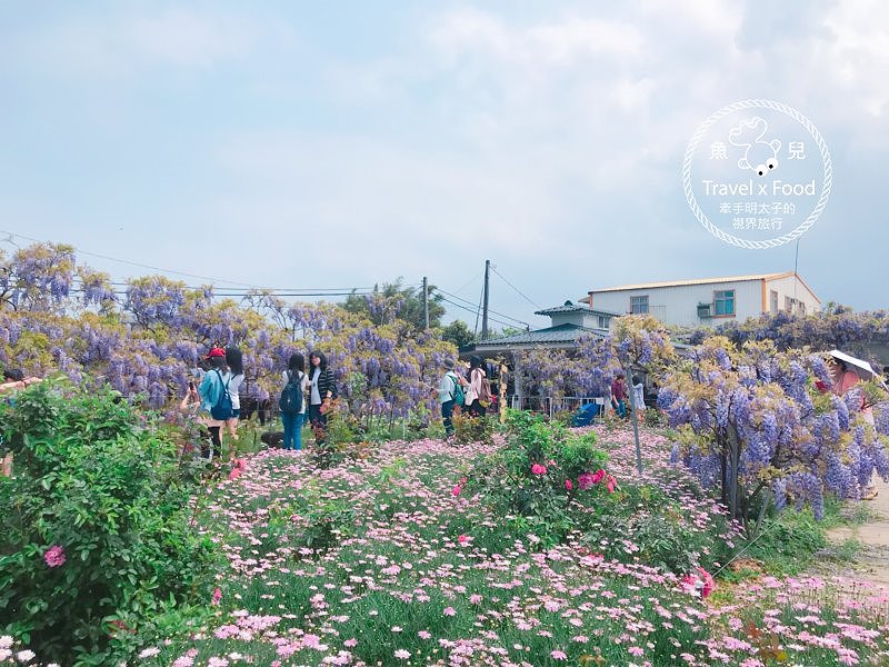 【遊】紫藤咖啡園（屯山園區）～季節限定的浪漫 @魚兒 x 牽手明太子的「視」界旅行