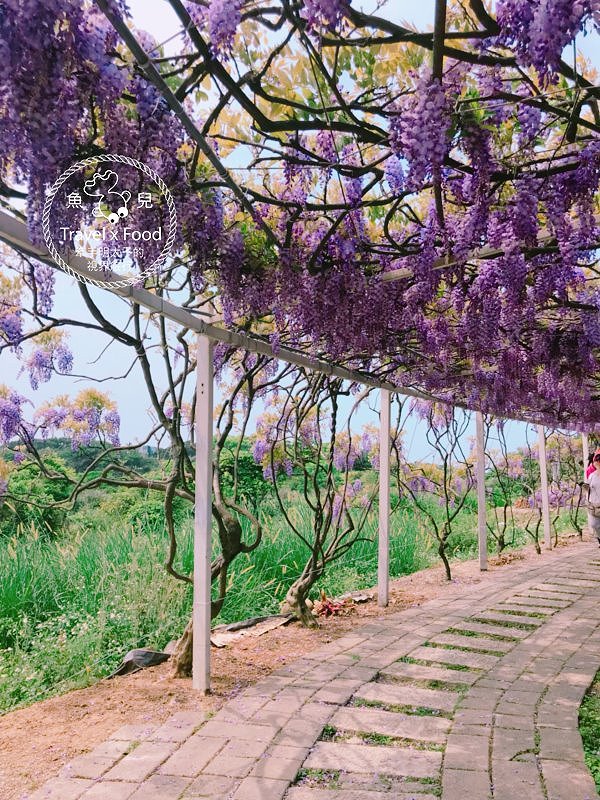 【遊】紫藤咖啡園（屯山園區）～季節限定的浪漫 @魚兒 x 牽手明太子的「視」界旅行