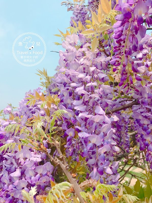 【遊】紫藤咖啡園（屯山園區）～季節限定的浪漫 @魚兒 x 牽手明太子的「視」界旅行