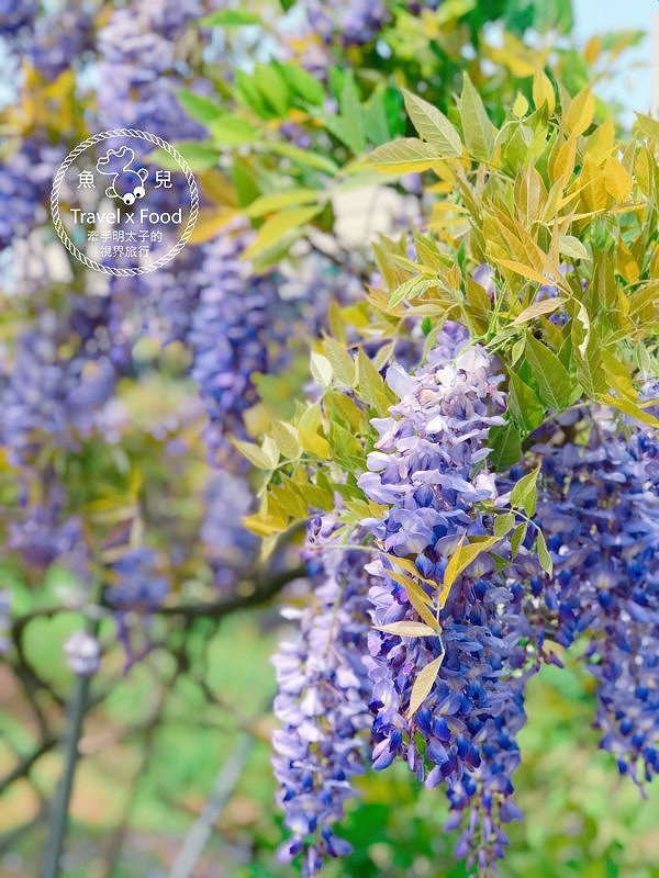 【遊】紫藤咖啡園（屯山園區）～季節限定的浪漫 @魚兒 x 牽手明太子的「視」界旅行