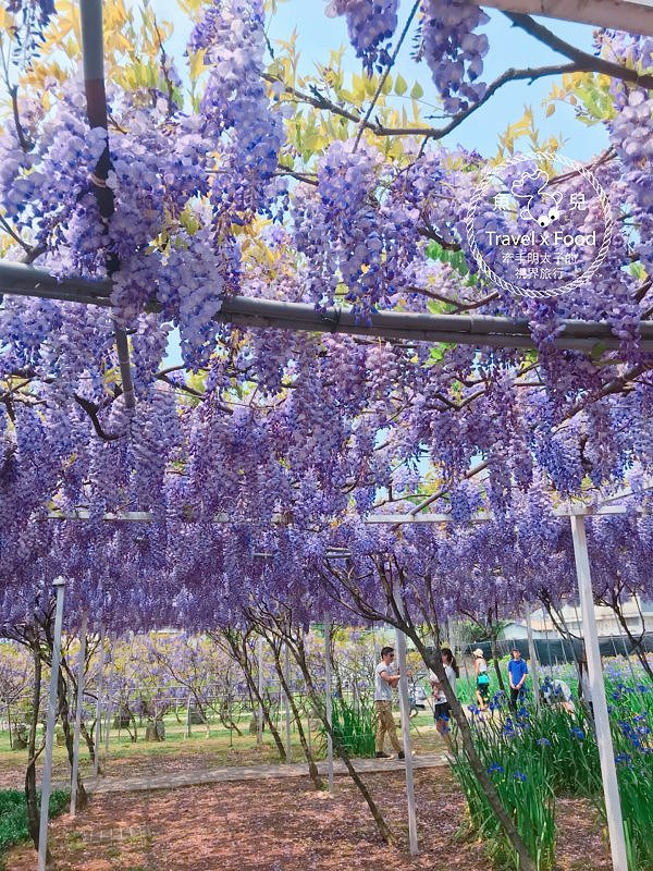 【遊】紫藤咖啡園（屯山園區）～季節限定的浪漫 @魚兒 x 牽手明太子的「視」界旅行
