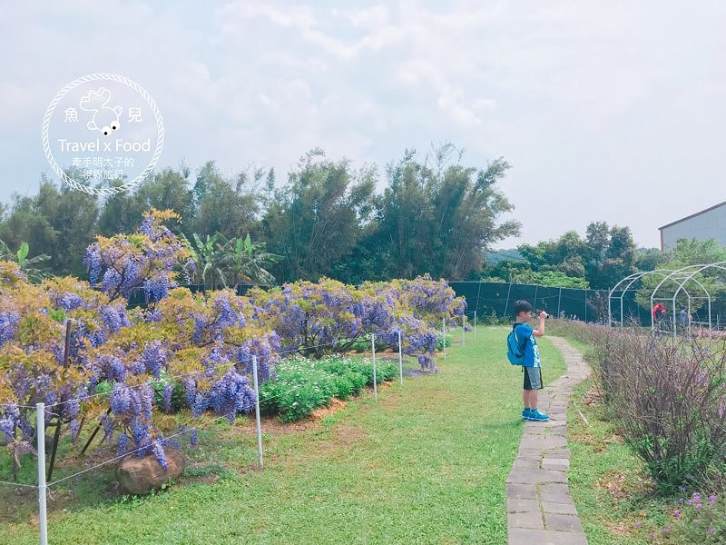 【遊】紫藤咖啡園（屯山園區）～季節限定的浪漫 @魚兒 x 牽手明太子的「視」界旅行