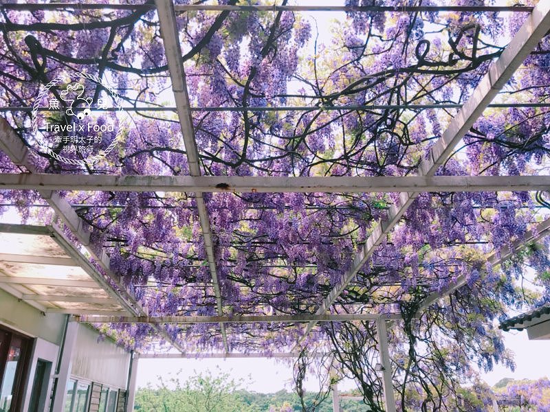 【遊】紫藤咖啡園（屯山園區）～季節限定的浪漫 @魚兒 x 牽手明太子的「視」界旅行