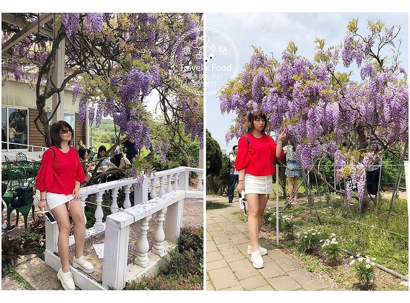 【遊】紫藤咖啡園（屯山園區）～季節限定的浪漫 @魚兒 x 牽手明太子的「視」界旅行