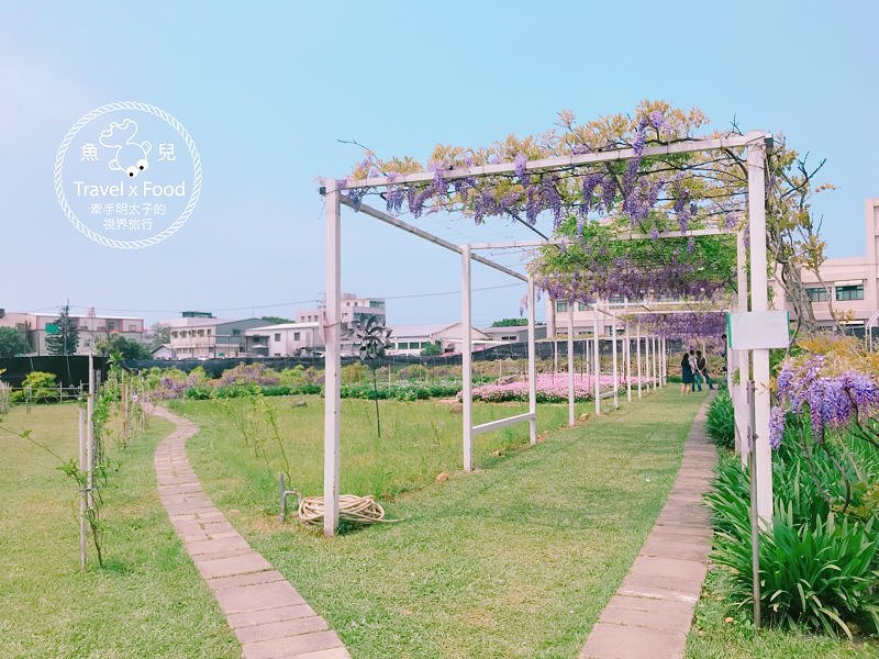 【遊】紫藤咖啡園（屯山園區）～季節限定的浪漫 @魚兒 x 牽手明太子的「視」界旅行