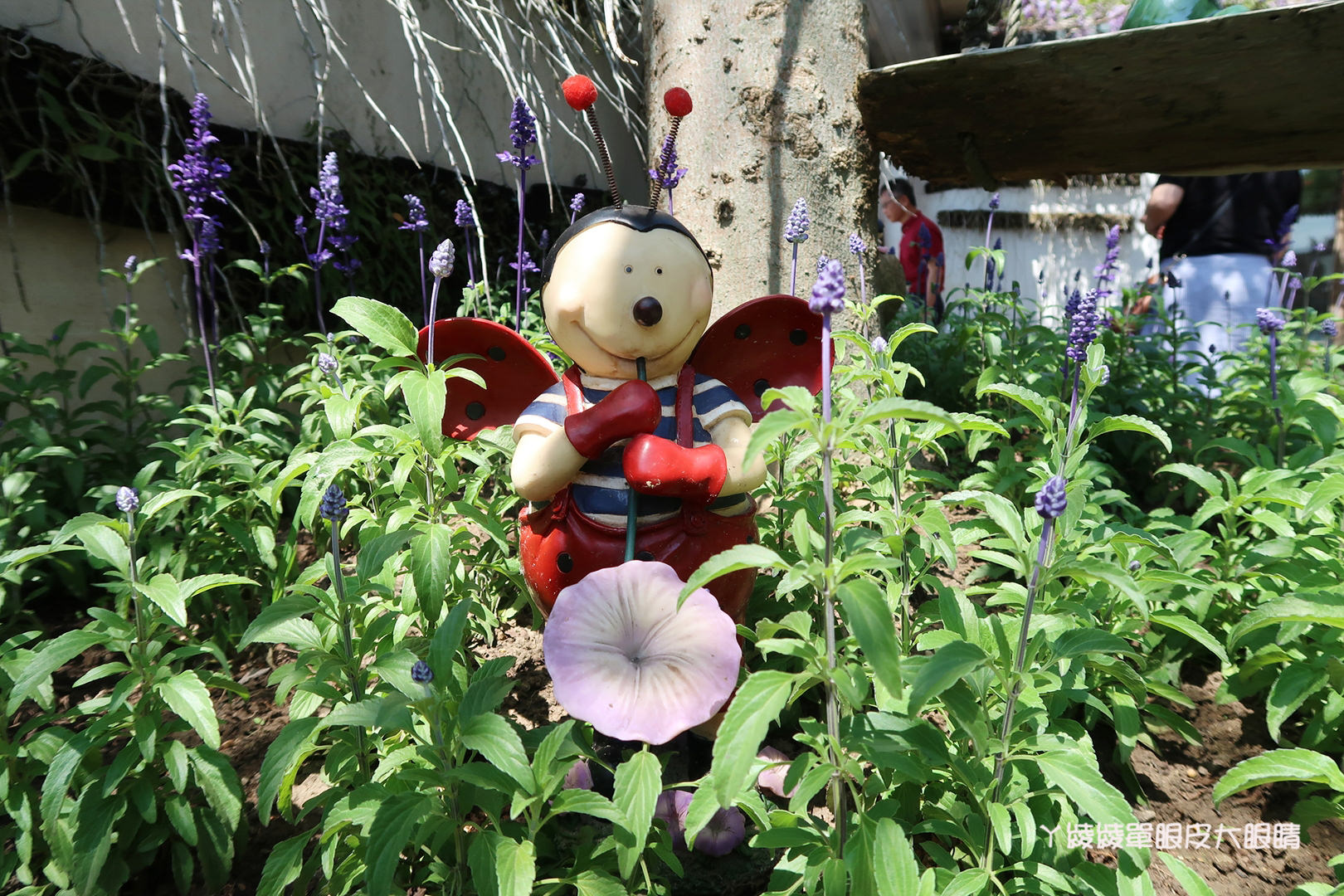 新竹旅遊景點！紫藤花盛開，新埔紫藤居限時開放，免費參觀夢幻紫色花瀑