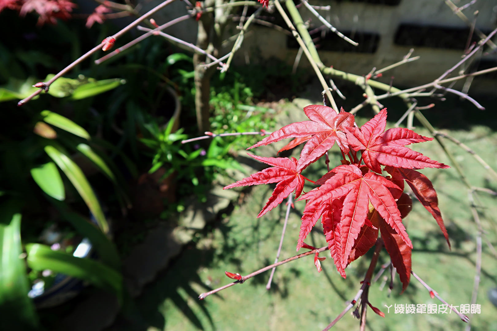 新竹旅遊景點！紫藤花盛開，新埔紫藤居限時開放，免費參觀夢幻紫色花瀑