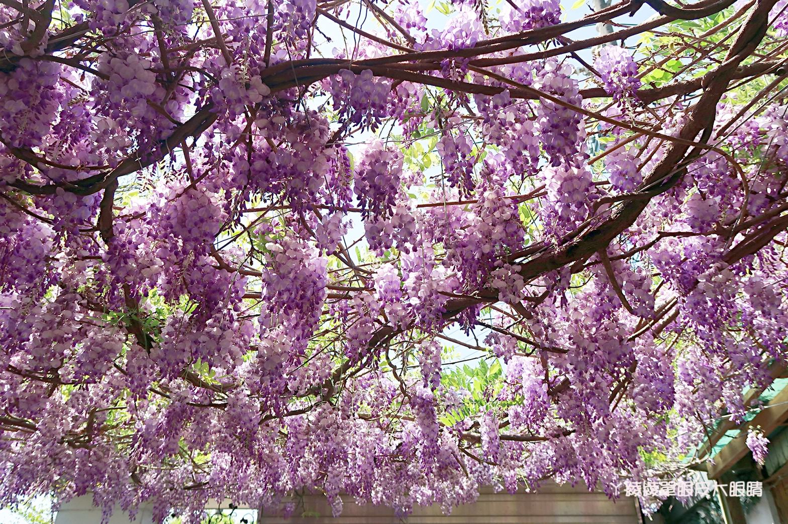 新竹旅遊景點！紫藤花盛開，新埔紫藤居限時開放，免費參觀夢幻紫色花瀑