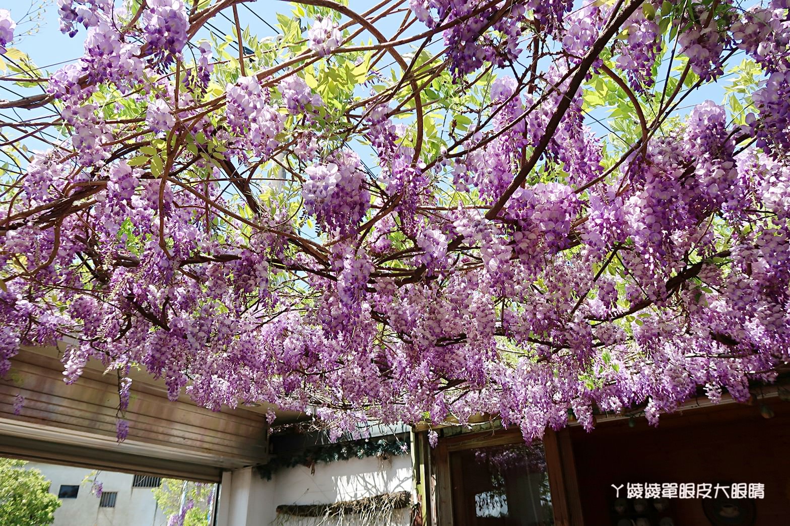 新竹旅遊景點！紫藤花盛開，新埔紫藤居限時開放，免費參觀夢幻紫色花瀑