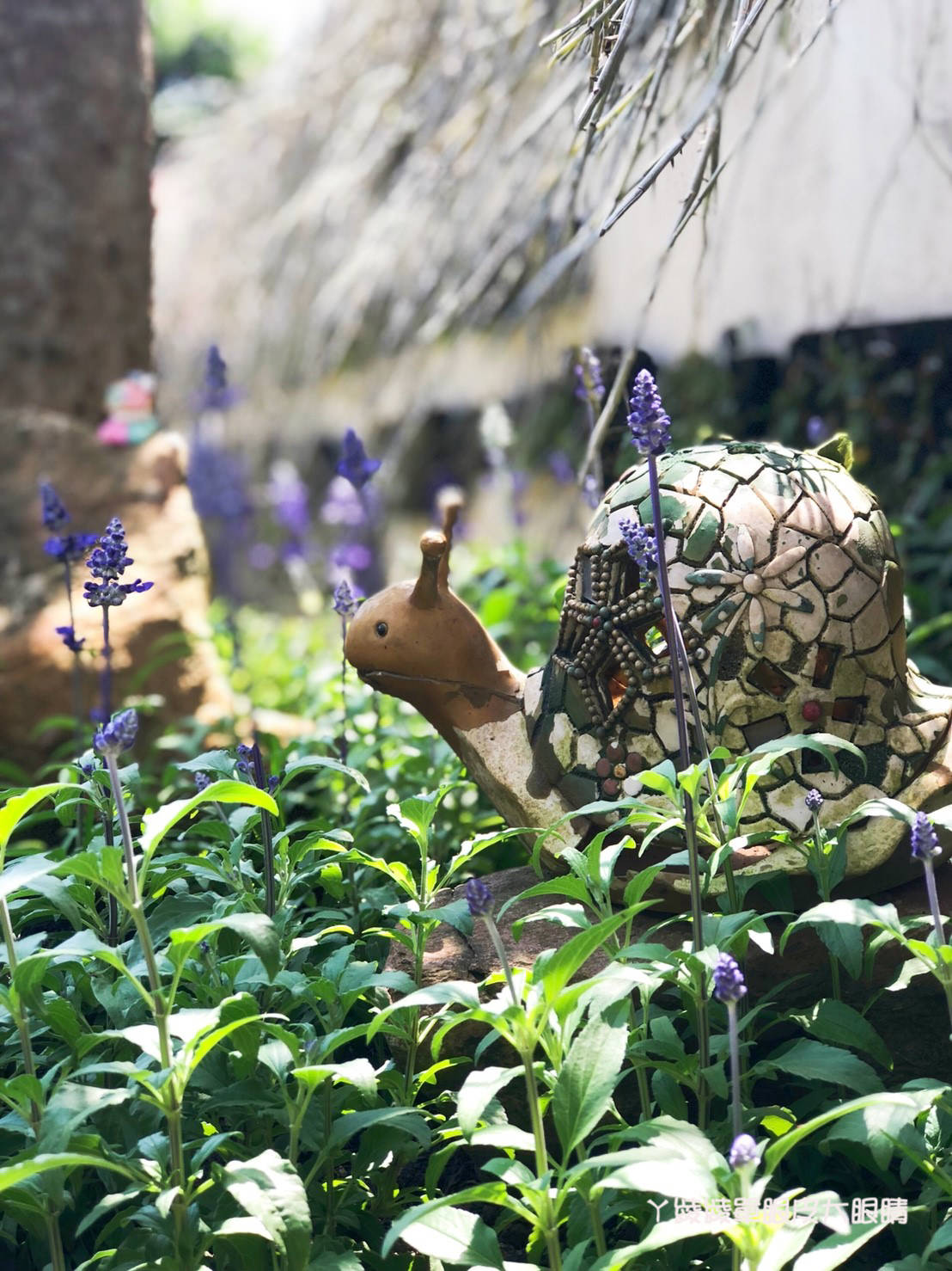 新竹旅遊景點！紫藤花盛開，新埔紫藤居限時開放，免費參觀夢幻紫色花瀑