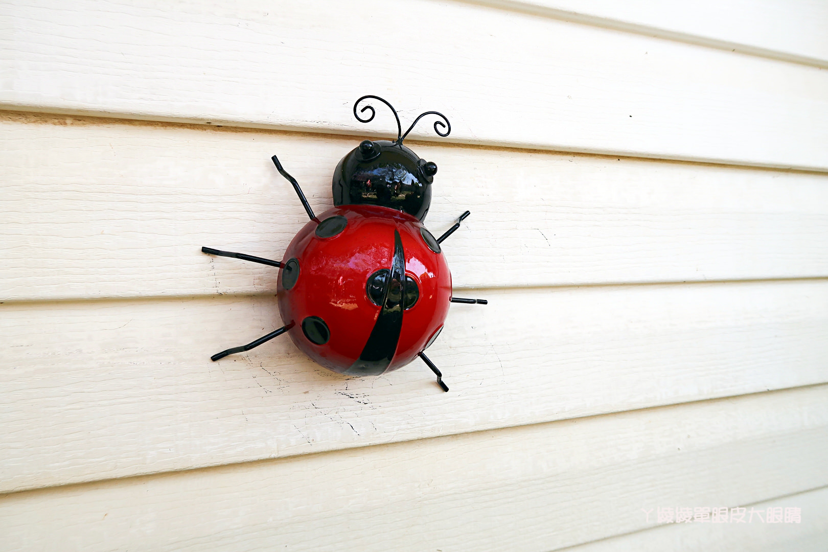 新竹旅遊景點！紫藤花盛開，新埔紫藤居限時開放，免費參觀夢幻紫色花瀑