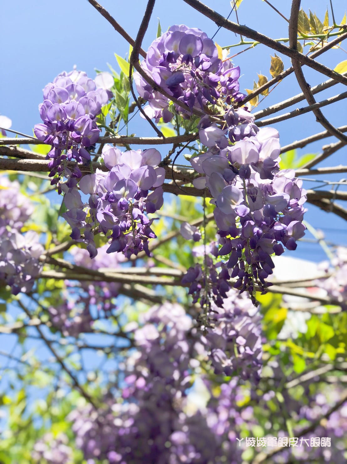 新竹旅遊景點！紫藤花盛開，新埔紫藤居限時開放，免費參觀夢幻紫色花瀑