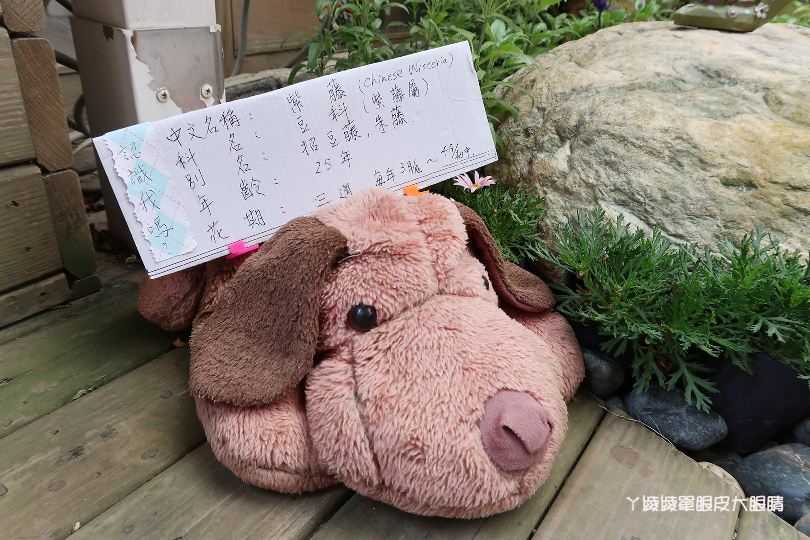 新竹旅遊景點！紫藤花盛開，新埔紫藤居限時開放，免費參觀夢幻紫色花瀑