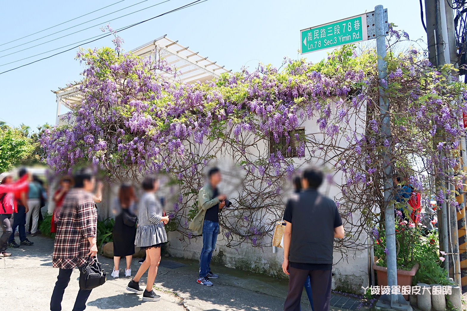 新竹旅遊景點！紫藤花盛開，新埔紫藤居限時開放，免費參觀夢幻紫色花瀑
