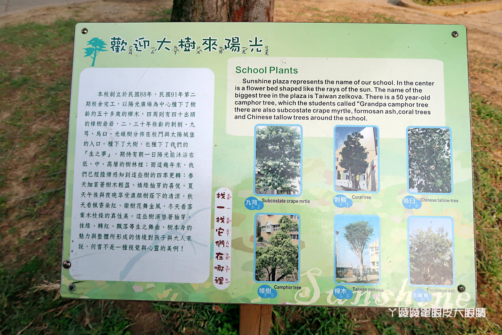 新竹免費旅遊景點推薦！陽光國小紫藤花開了！兩層樓高的彩虹溜滑梯