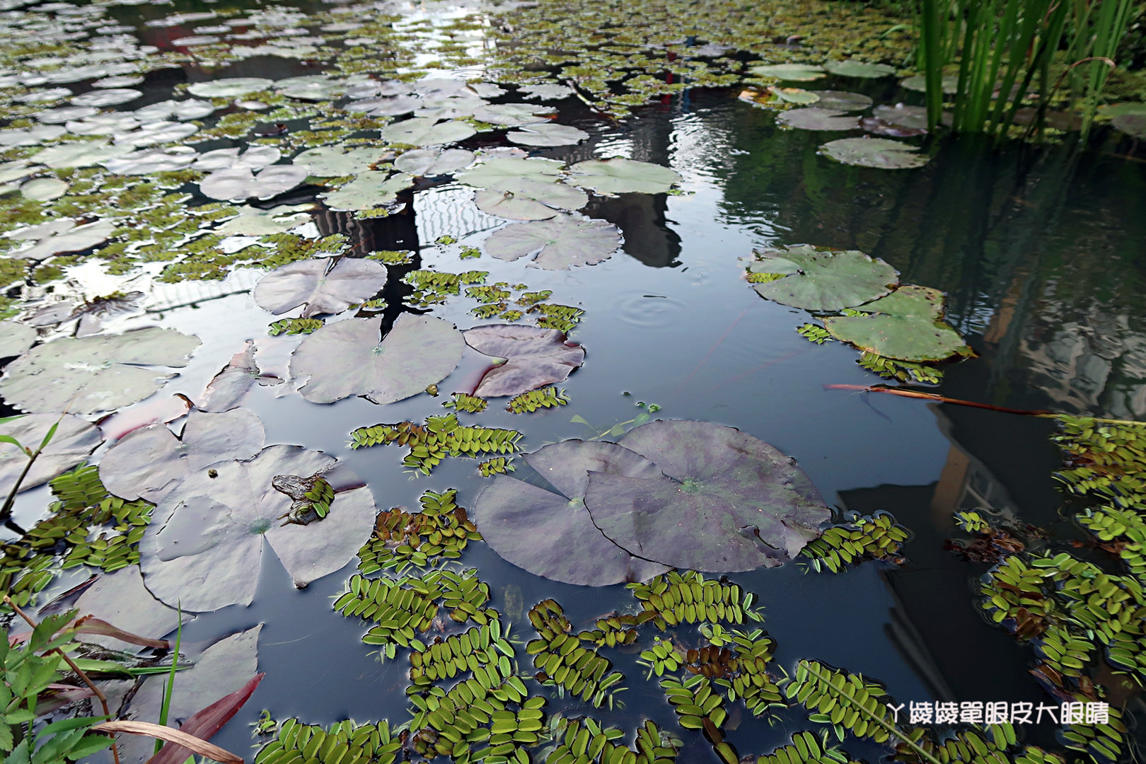 新竹免費旅遊景點推薦！陽光國小紫藤花開了！兩層樓高的彩虹溜滑梯