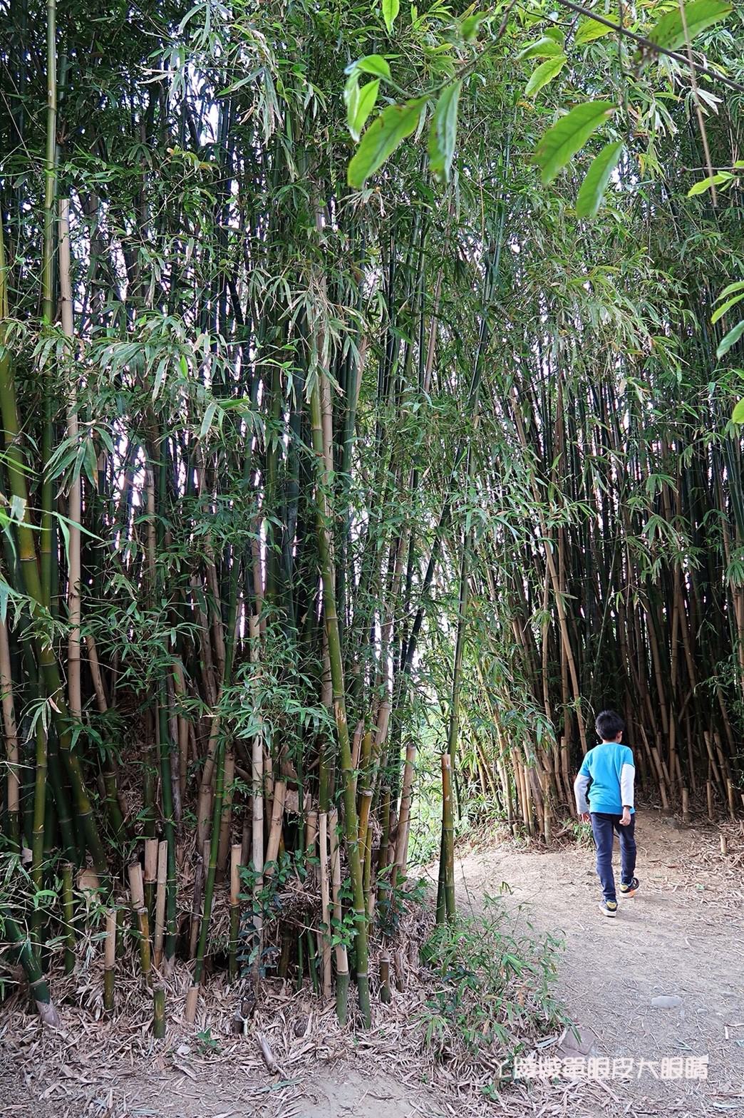 新竹免費旅遊景點推薦！陽光國小紫藤花開了！兩層樓高的彩虹溜滑梯