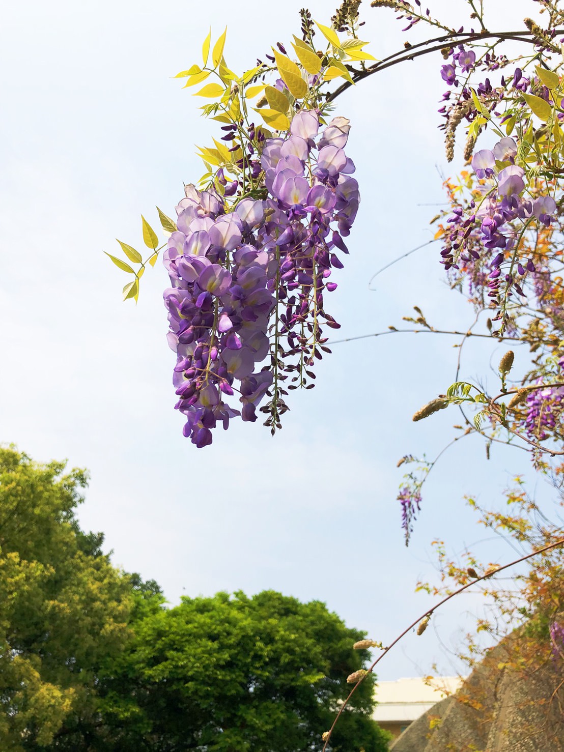 新竹免費旅遊景點推薦！陽光國小紫藤花開了！兩層樓高的彩虹溜滑梯