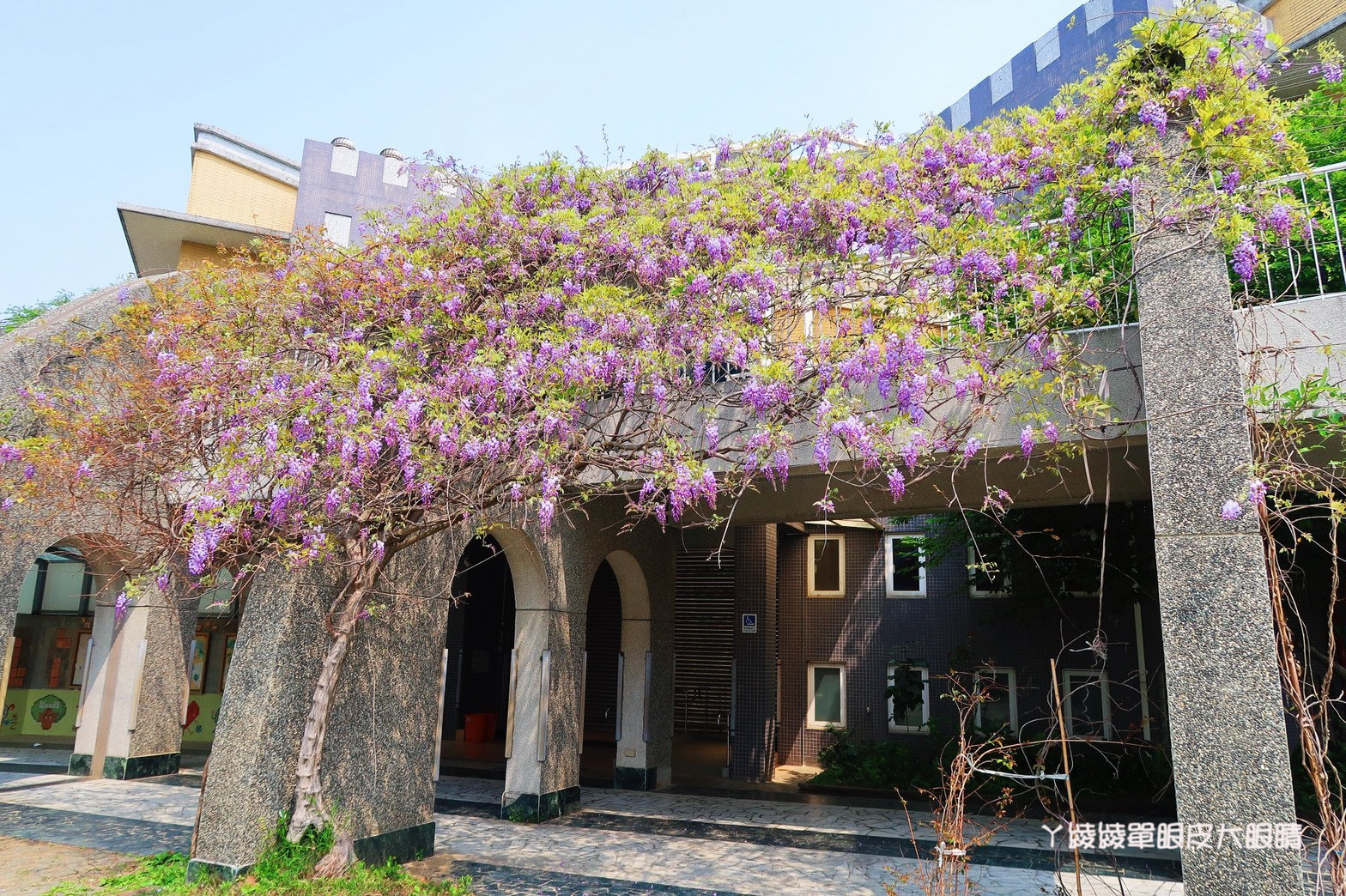 新竹免費旅遊景點推薦！陽光國小紫藤花開了！兩層樓高的彩虹溜滑梯