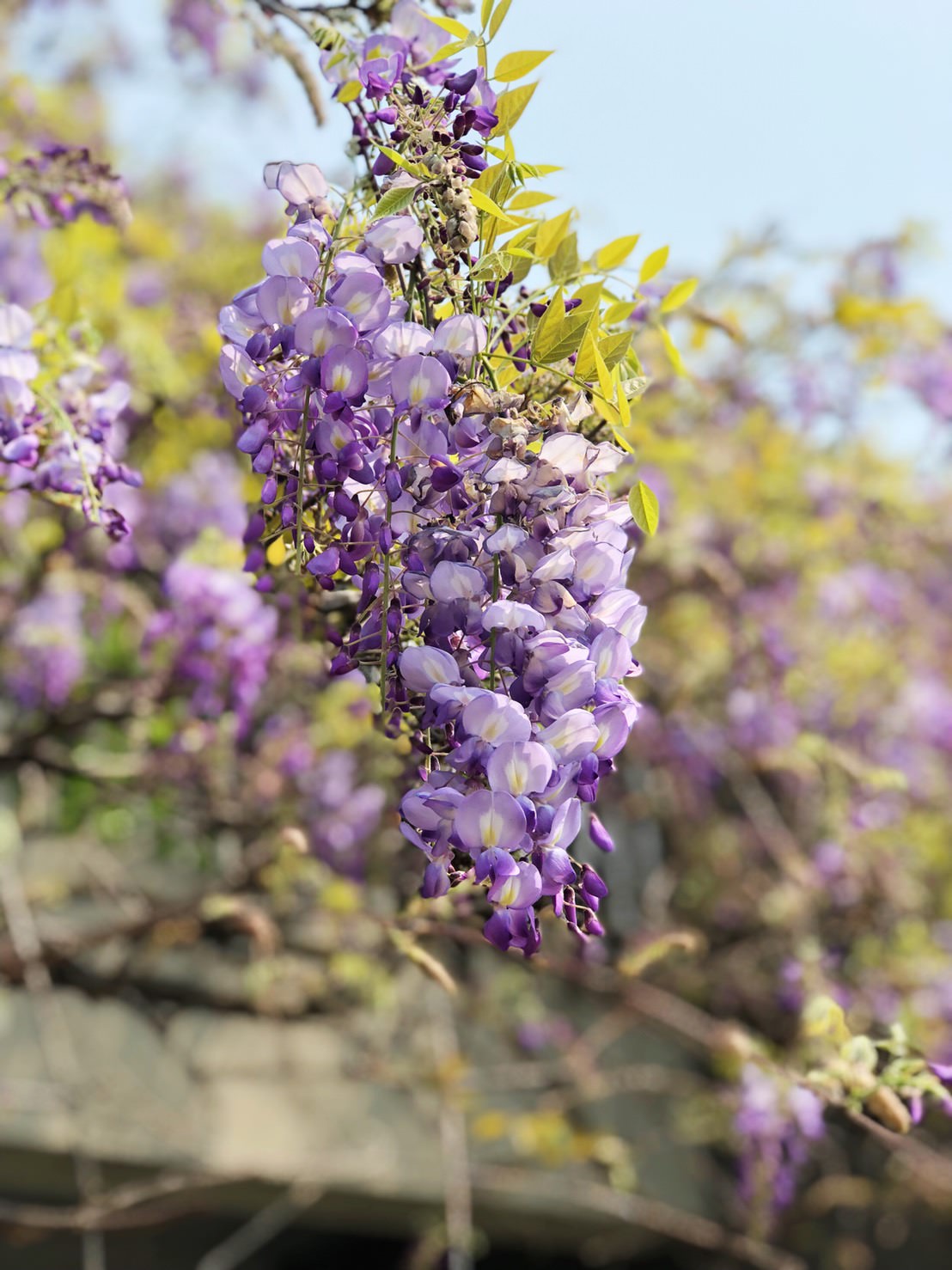 新竹免費旅遊景點推薦！陽光國小紫藤花開了！兩層樓高的彩虹溜滑梯