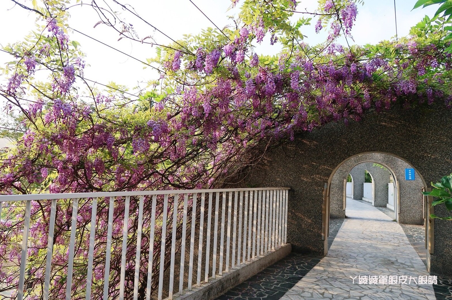 新竹免費旅遊景點推薦！陽光國小紫藤花開了！兩層樓高的彩虹溜滑梯
